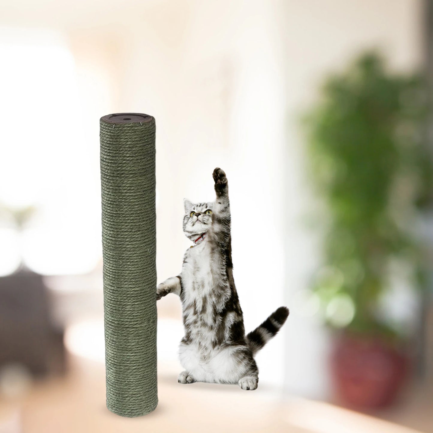 griffoir chat vert avec un chaton gris