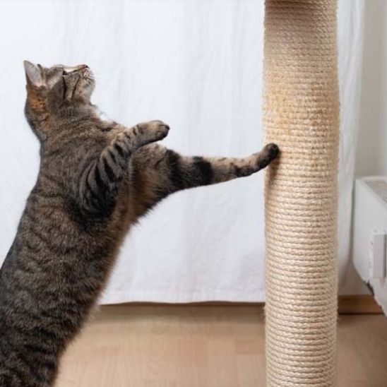 Griffoir Chat - ScratchingPost™