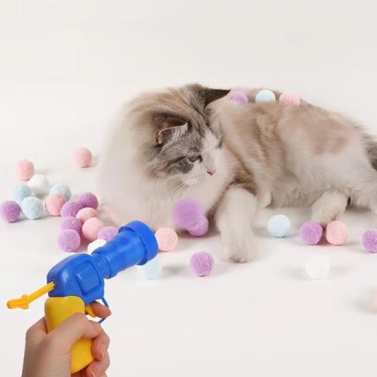 jeu chat avec un persan qui regarde les pompon