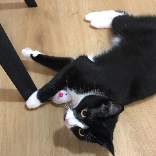 jouets pour chatons avec un souris pour dodo