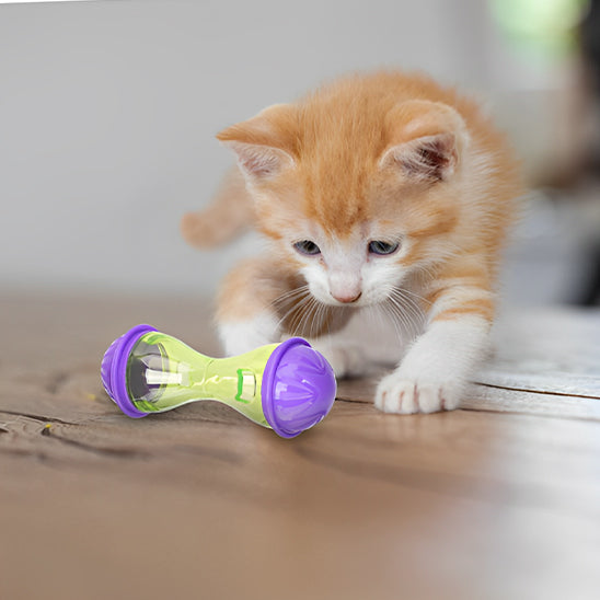 jouet pour chat avec un chaton orange roule son jouet