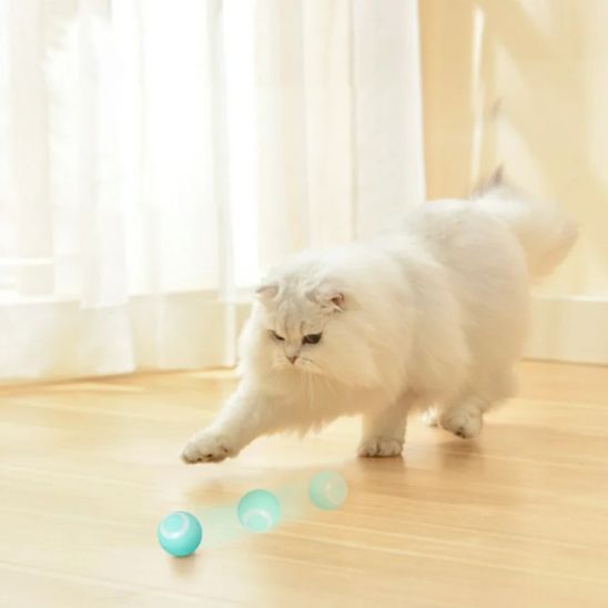 jouets pour chat avec un chat cours derrière la balle